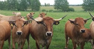 Buivydai Ecofarm