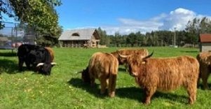 Highland Cattle farm