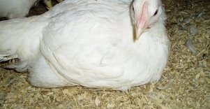 Lino Zabulionio ūkis