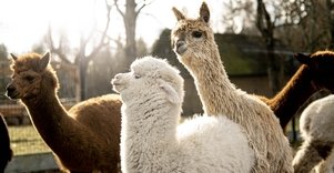 Alpaca farm "Thyme Paradise"