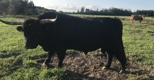 The Ieva Šiurne farm