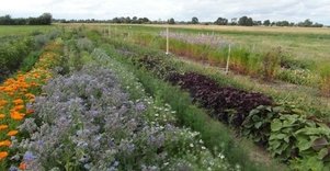 Jadvygos Balvočiūtės ūkis