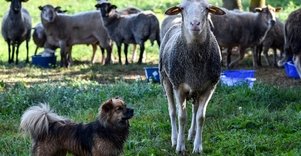 Juozo Songailos ekologinis ūkis