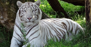 Klaipėdos zoologijos sodas