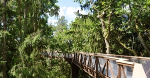 Medžių lajų takas