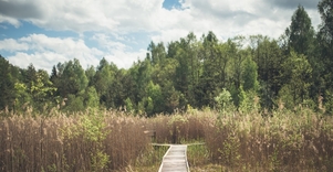 Meironys Botanical Trail