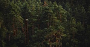 Forest Trail 59. Panemunis – Birštonas.