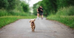 Miško Takas 65. Lampėdžiai – Kulautuva.