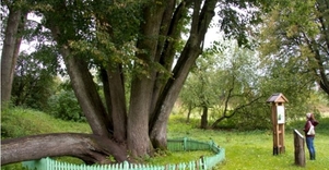 Penkiolikakamienė liepa 