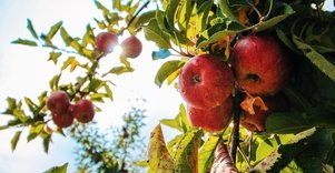 Farmer Evelina Sokolovaitė