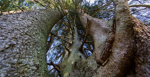 A Fir tree of Witches