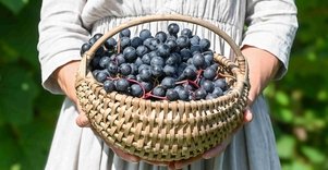 Berry and fruit path