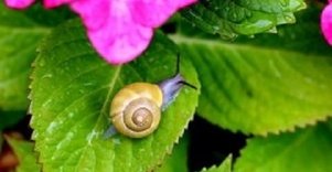 Sraigių ūkis „Aspersa“