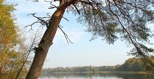 Taikūnai pine