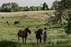 Alanta's horses - organic farm
