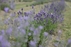 Ekskursija ir degustacija Lavender Village ūkyje