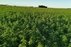 Hemp farm