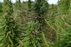 Hemp farm