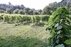 The Wine Wizardry