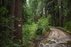 Forest Trail 56. Merkinė – Nemunaitis.