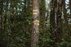 Forest Trail 56. Merkinė – Nemunaitis.