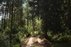 Forest Trail 56. Merkinė – Nemunaitis.