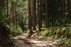 Forest Trail 56. Merkinė – Nemunaitis.