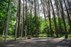 Forest Trail 60. Birštonas – Alksniakiemis.