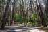 Forest Trail 60. Birštonas – Alksniakiemis.