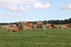 Buivydų EKO ūkis