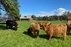 Highland Cattle farm