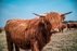 Highland Cattle farm