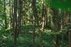 Forest Trail 70. Kaulakiai – Šiluva.