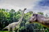Dinozaurų parkas Dino.lt Radailiai ir Apverstas namas