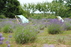 Lavender Village