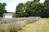 Lavender Village