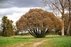 Dubrava arboretum