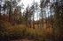 Forest Trail 56. Merkinė – Nemunaitis.