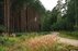 Forest Trail 59. Panemunis – Birštonas.
