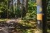 Forest Trail 60. Birštonas – Alksniakiemis.