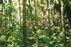 Forest Trail 70. Kaulakiai – Šiluva.