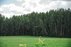 Forest Trail 70. Kaulakiai – Šiluva.