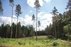 Forest Trail 70. Kaulakiai – Šiluva.