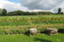 Farm "Turaidas"