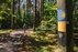 Forest Trail 60. Birštonas – Alksniakiemis.